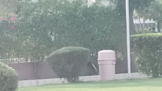 Birds in the Park
