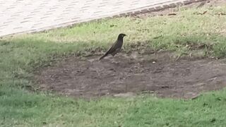 Birds in Motion
