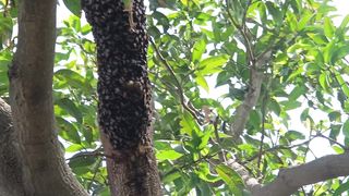 HONEYBEE