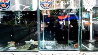 DATING PEDICAB DRIVER NAKAPUNDAR NG BAHAY AT PETSHOP BUSINESS DAHIL LANG SA PAGBEBREED NG ISDA!????????????