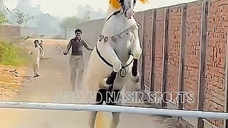 #world#best#butifull#horse#super#jumping