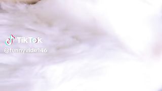 Cat cute and beautiful ????????❤️????