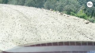 Millions of 'nightmarish' Mormon crickets invade cities