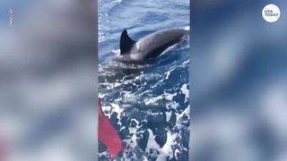 An ORCApocalypse? Whale expert on recent boat attacks