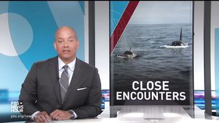 Group of orcas attack and sink vessels off Iberian Peninsula