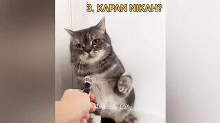 Funny Cats and Kittens Meowing Compilation 9