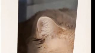 Funny cute cat 7