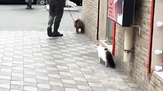 Hilarious Compilation Of The Funniest Videos #66