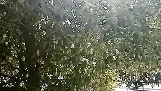 Там дерево такое