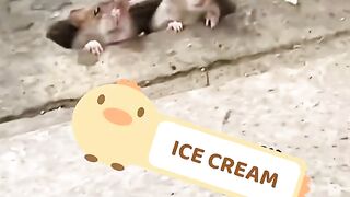 Funniest cat & rat video | funniest compilation cat and dog 2023 | #viral #trending