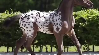 Beautiful Nature Horses View