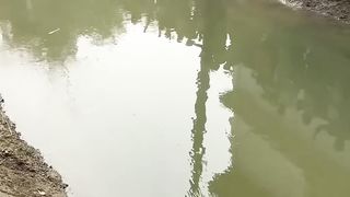 Dolphin in village lake new