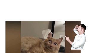 Funny Cats and Kittens Meowing Compilation Smith