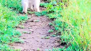 So cute papy dog