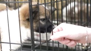 Top 10 Dog Breeds That Don't shed or smell _ Small Dog Breeds That Don't Shed