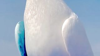 Pigeon kambi