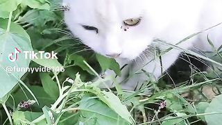 Cats with children and family services