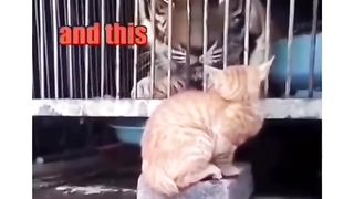 Pets Voice over