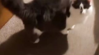 Pets Voice Over