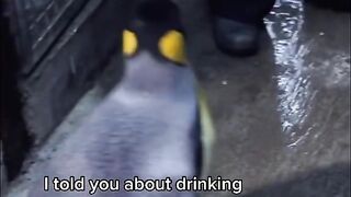 Pets Voice Over 2