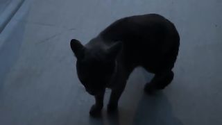 Talking cats