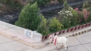 Cows and Bulls