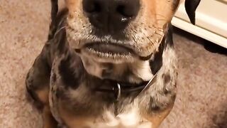 Pets Voice Over 3