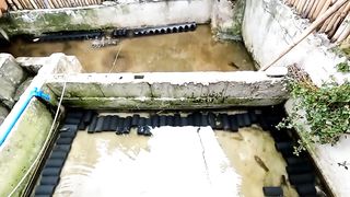 Small Pond|500 Heads of CRAYFISH|30THOUSAND PROFIT A DAY!!|300 THOUSAND A MONTH!!CRAYFISH FARMING|