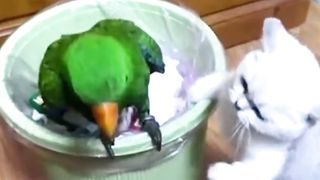 FUNNY ANIMALS with CATS