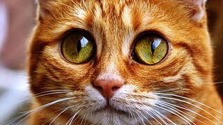 funny animals