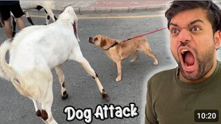 Dog Ne Qurbani Ke Janwaron Par Attack Kar Diya ????.