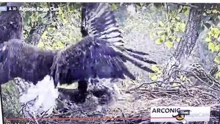 Eagle fight