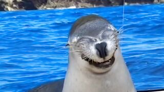 Best Funniest Animals Videos ????