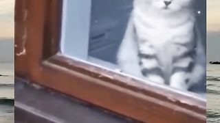 Dog said: You've been my boss for a long time