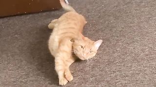 beautiful cat 3