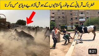 Most Heavy Bulls Gone Out Of Control ???? _ Most Dangerous Qurbani Cow In Pakistan.