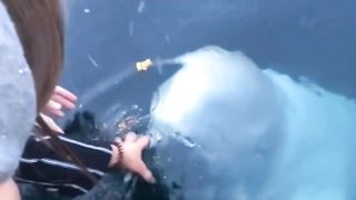 Beluga Whale Saves the Day: Incredible Phone Retrieval