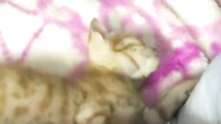 tiny ginger kitten