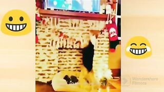 funny cats and dogs video || New 2023 funny animal video || 2023 best funny video