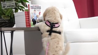 How to Teach your Puppy to Sit and Stay
