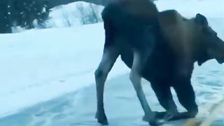 Funny animals. 3