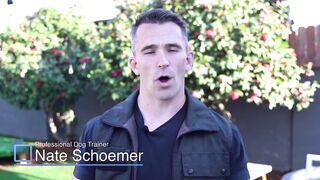 How to Train Your Dog to Alert on Command.