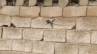 Cat hunting