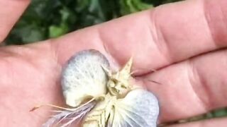 Butterfly 5