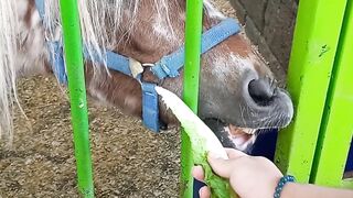 Pony Horses Eating #shorts #zoo #animals #love #funny #viral #video #pets