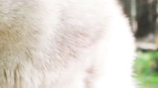 How dogs see the world?