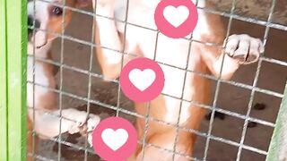 Dog Shelter in Jordan Zoo