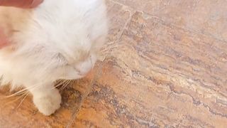 Sweet White and black Cats ???????????? #love #animals #pets #cats #catlovers #cat #catvideosCats