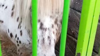 Cute Pony Horse