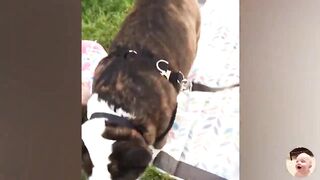 Adorable Babies And Pets Compilation